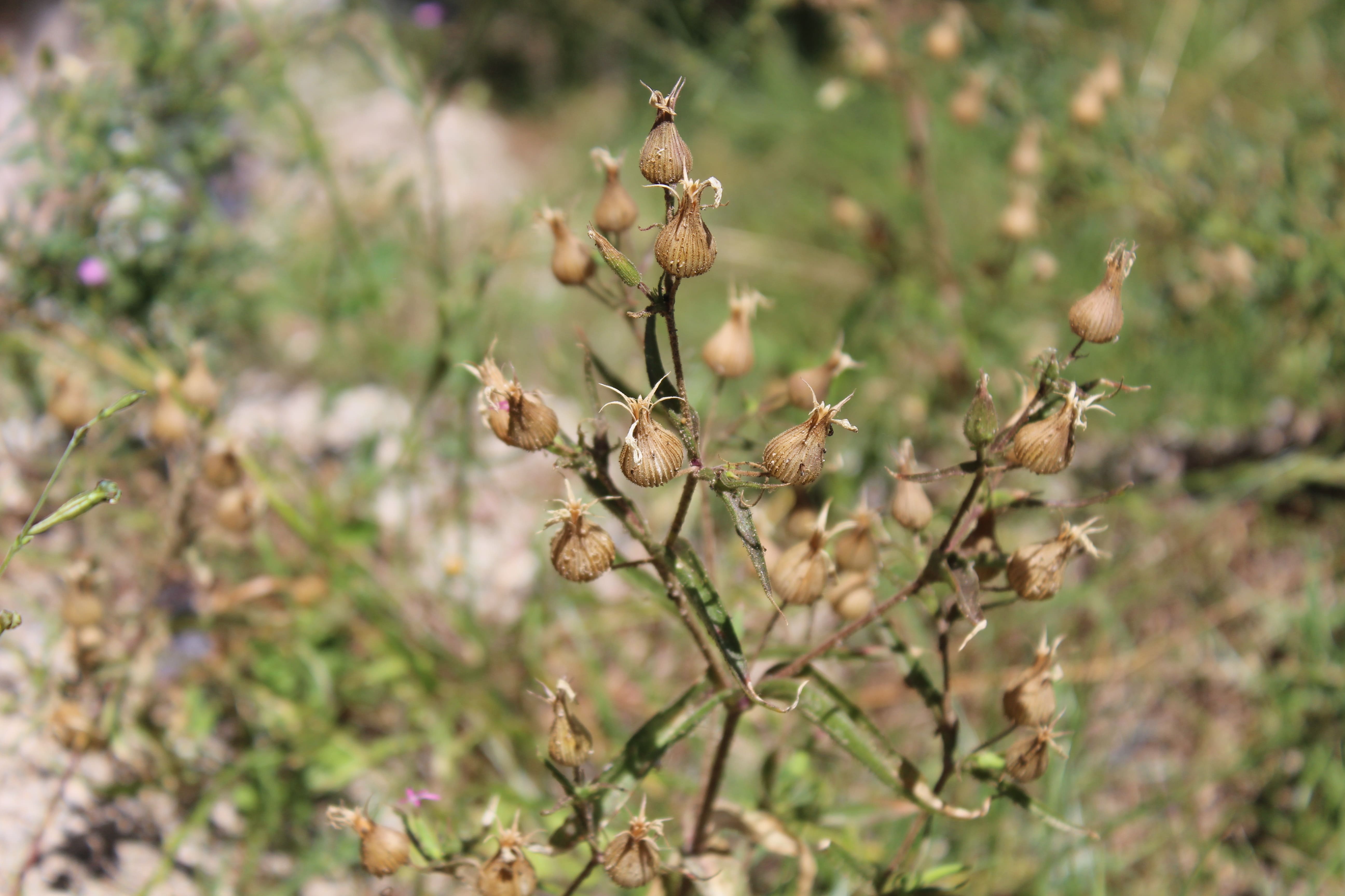 Plant Image